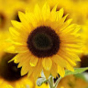 Meet your Posher, Mina